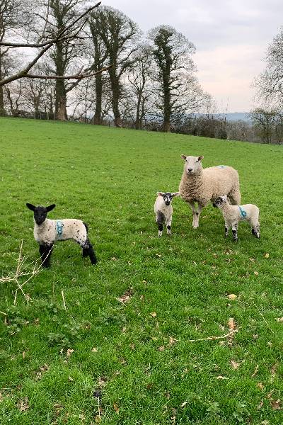 Dutton Parish Council